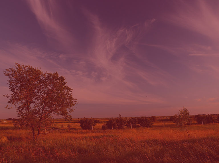 Photographie des plaines du Manitoba, avec un grand arbre et quelques buissons sur un ciel bleu avec des nuages vaporeux.